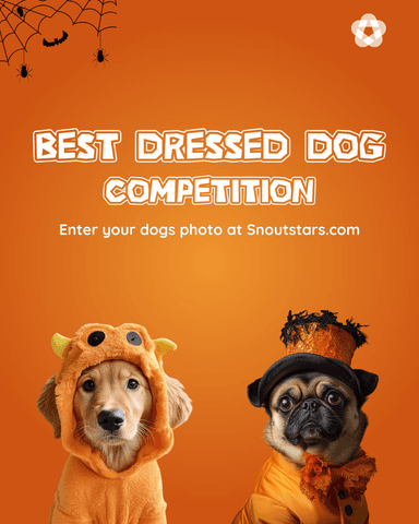 Competition Image