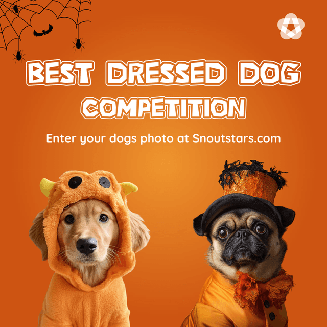Best Dressed Dog Halloween Competition