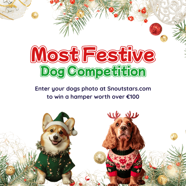 Most Festive Dog Competition